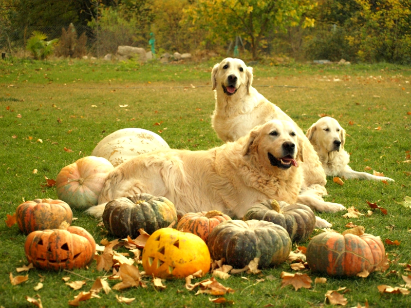 halloween 2011 troya sybila y zeus