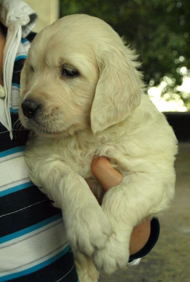 naranja ariadna 33 dias en brazos pequea